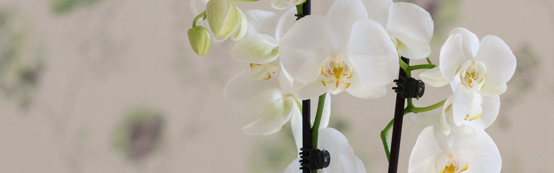 Ferienwohnung BaLie - Wohnbereich